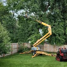 How Our Tree Care Process Works  in  Newtown, OH