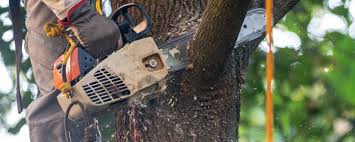 Best Lawn Pest Prevention  in Newtown, OH