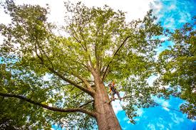 Best Pest Control for Lawns  in Newtown, OH