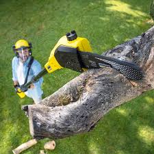 Best Arborist Consultation Services  in Newtown, OH