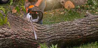 Best Tree Disease Treatment  in Newtown, OH