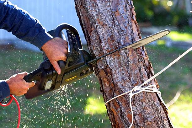 How Our Tree Care Process Works  in  Newtown, OH