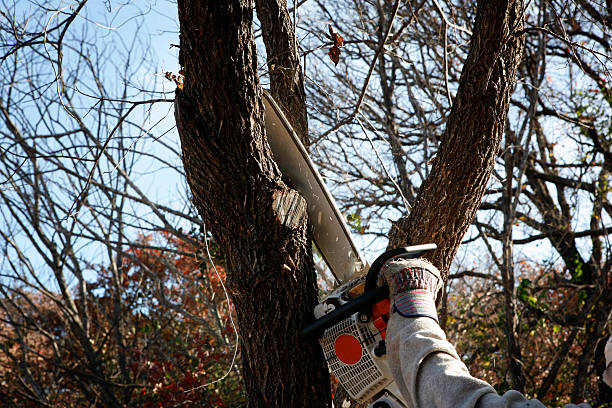 Best Tree Removal  in Newtown, OH