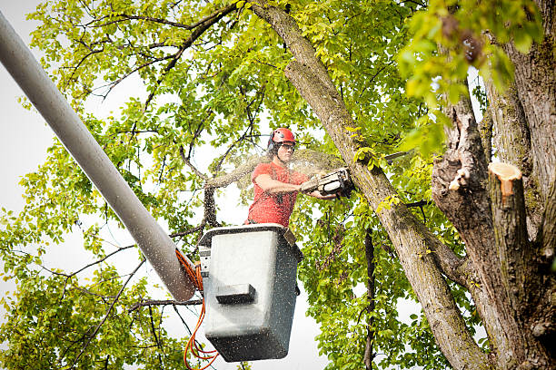 Best Arborist Consultation Services  in Newtown, OH