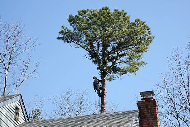 Best Hedge Trimming  in Newtown, OH