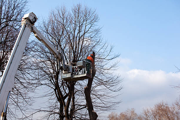Best Tree Risk Assessment  in Newtown, OH