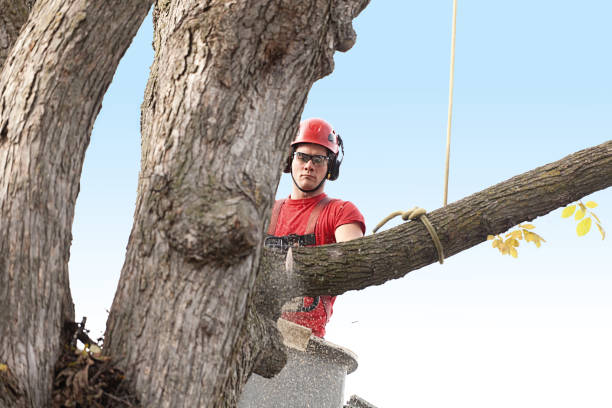 Best Fruit Tree Pruning  in Newtown, OH